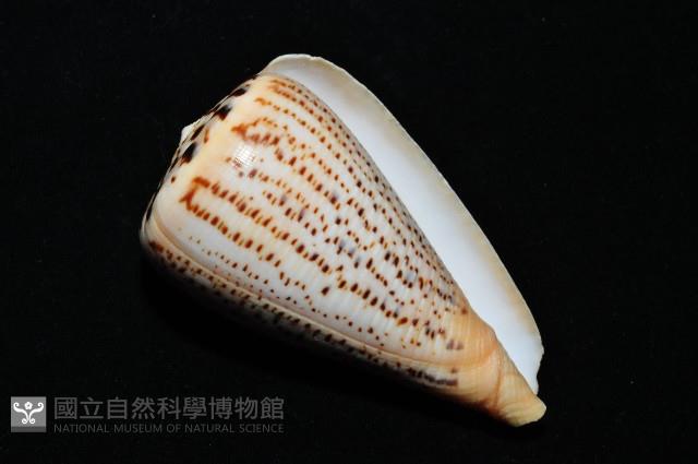 沙漏芋螺藏品圖，第10張