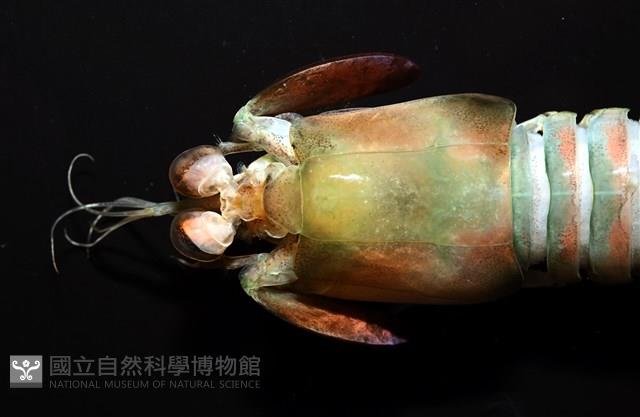 脊尾齒指蝦蛄藏品圖，第10張