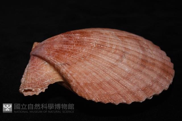 澳洲海扇蛤藏品圖，第10張