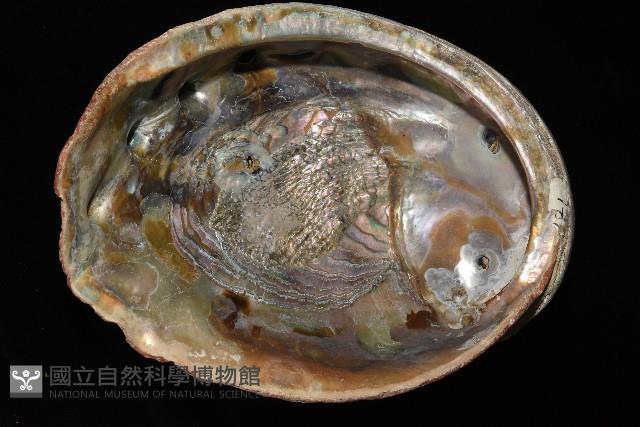 紅鮑螺藏品圖，第10張