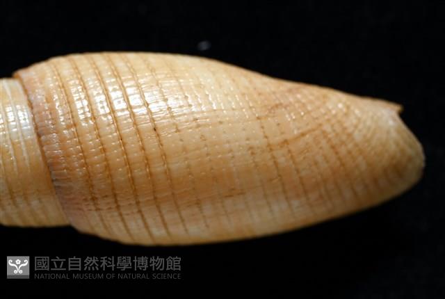靈犀筆螺藏品圖，第10張