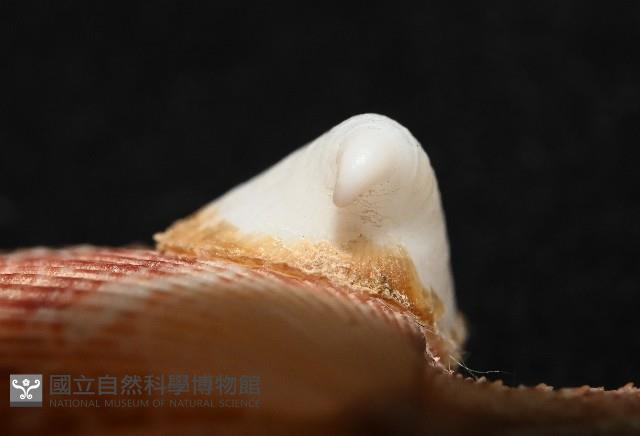 茉莉花偏蓋螺藏品圖，第10張