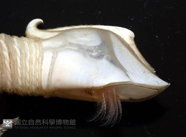 司氏鎧茗荷藏品圖，第10張