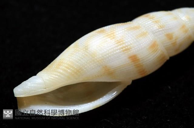 莫三比克布紋螺藏品圖，第10張