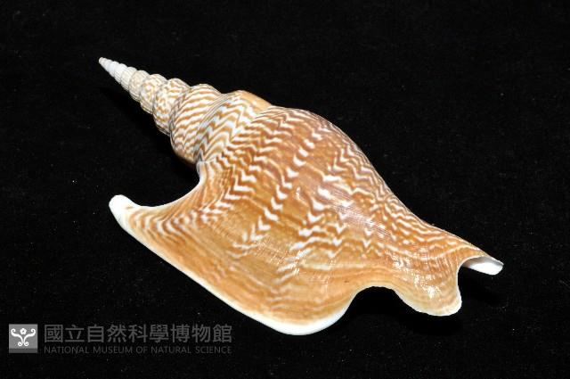 金斧鳳凰螺藏品圖，第10張