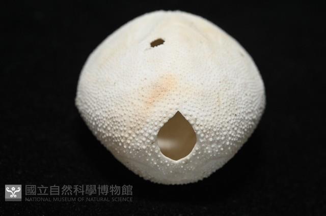 脊背壺海膽藏品圖，第10張