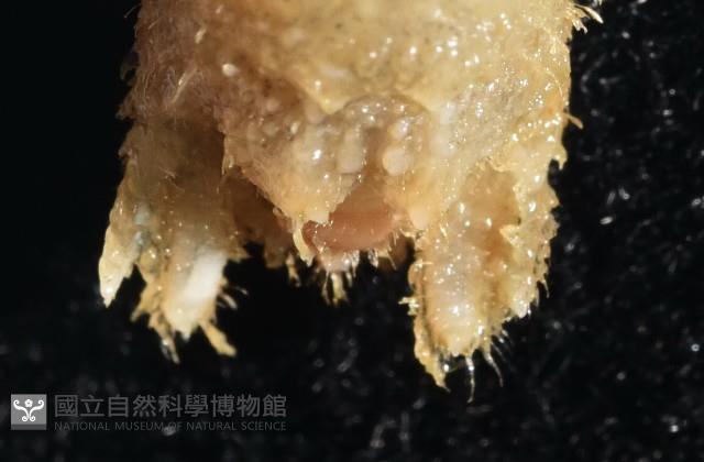 未知種團水虱藏品圖，第10張