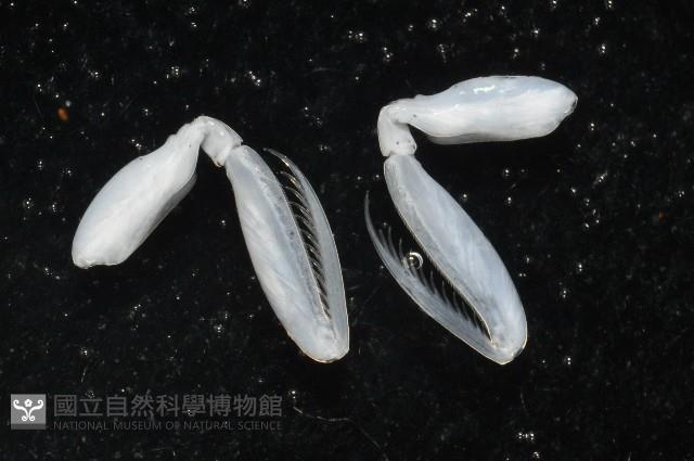 豹斑幼嫩蝦蛄藏品圖，第10張