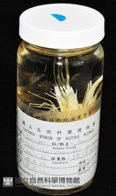 新種柯氏紅蝦藏品圖，第10張