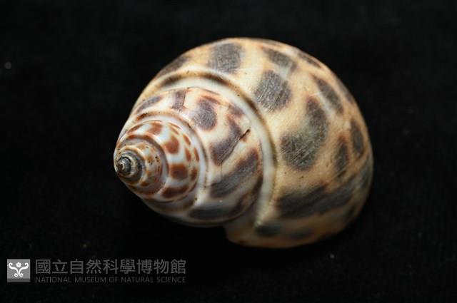 婆羅洲鳳螺藏品圖，第10張