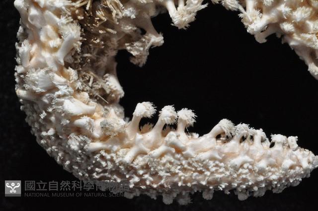 太陽海星之一種藏品圖，第10張