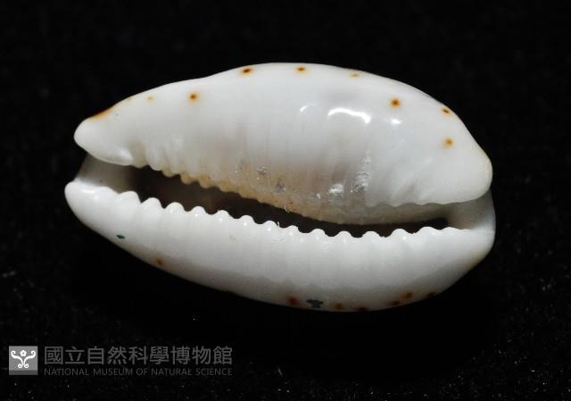 瘦熊寶螺藏品圖，第10張