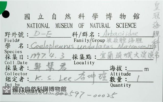 浪腔海膽(波紋腔海膽)藏品圖，第10張