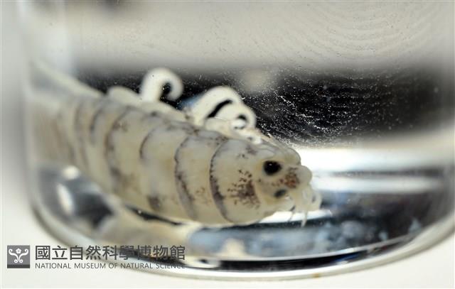 未知種縮頭水虱藏品圖，第10張