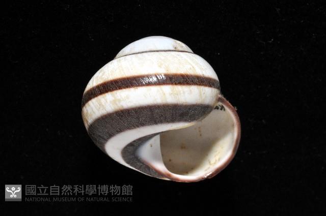 黑白光澤蝸牛藏品圖，第10張