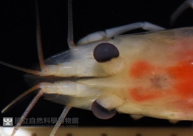 湧泉新米蝦藏品圖，第10張