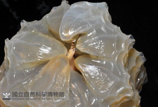 椰子螺藏品圖，第10張