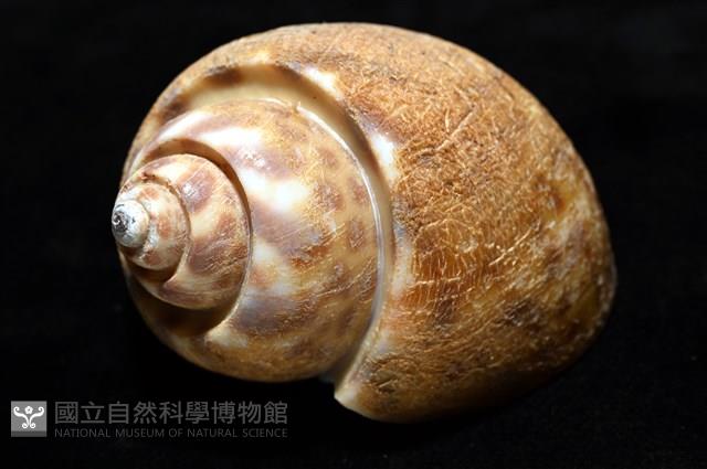 阿拉伯鳳螺藏品圖，第10張