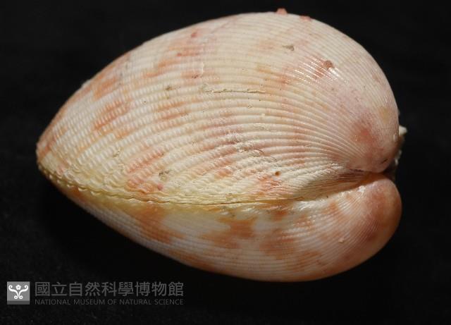 登錄號:007819-00095藏品圖，第10張