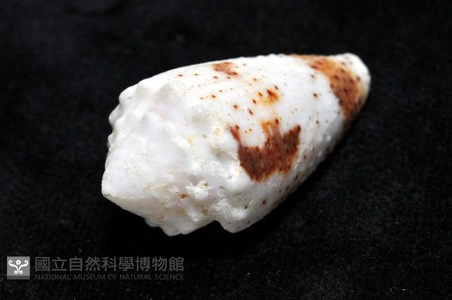 雲朵芋螺藏品圖，第10張