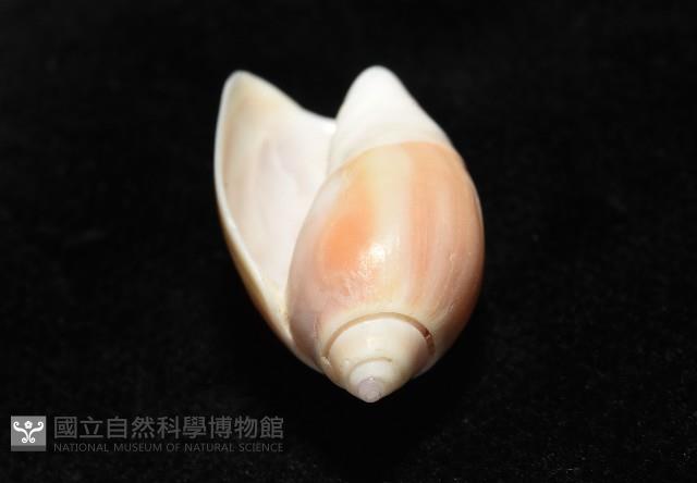 寬口彈頭螺藏品圖，第10張