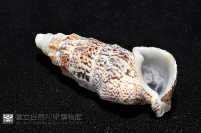 鴞蟹守螺藏品圖，第10張
