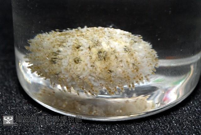 疣裸海膽藏品圖，第10張