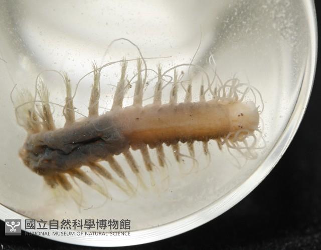 未知種海女蟲藏品圖，第10張