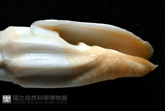 老鳥蛹筆螺藏品圖，第10張