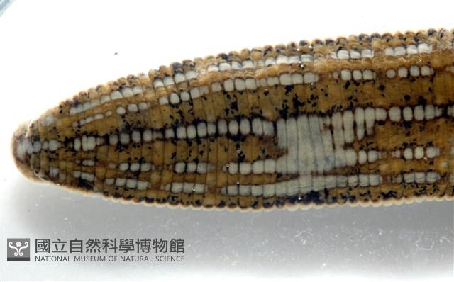 光潤金線蛭藏品圖，第10張