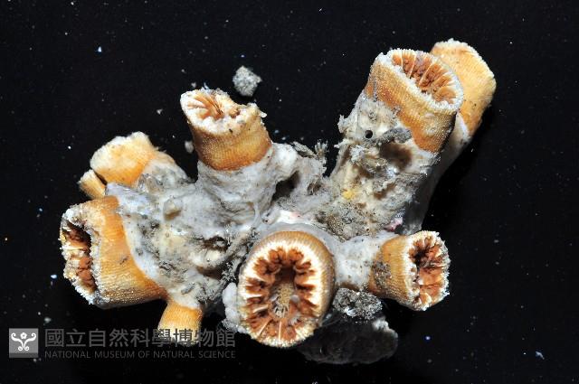軸樹珊瑚(軸木珊瑚)藏品圖，第10張