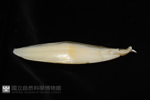 葉足鳥賊藏品圖，第10張