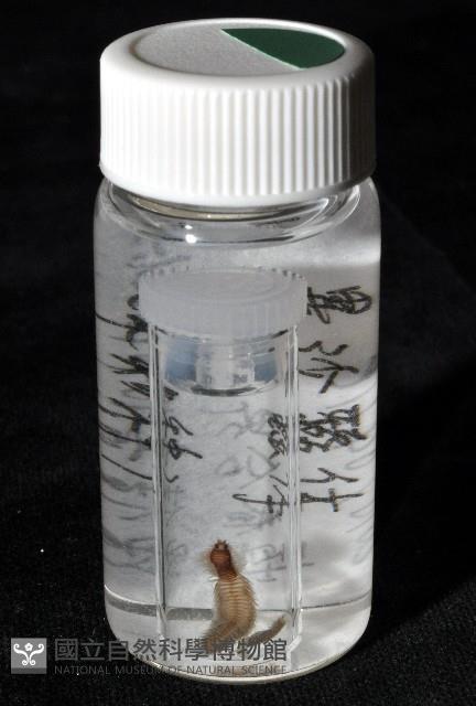 未知種沙蠶-異沙蠶體藏品圖，第10張