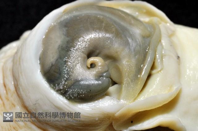 南洋扁玉螺藏品圖，第10張