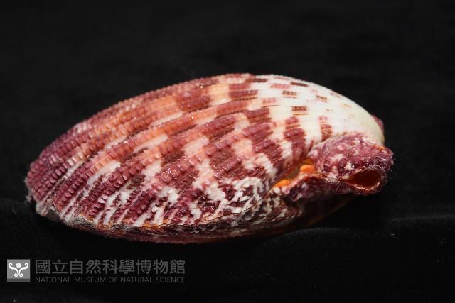 油畫海扇蛤藏品圖，第10張