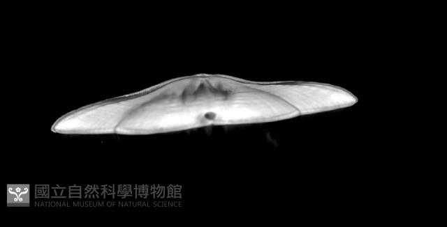 扁平蛛網海膽藏品圖，第10張