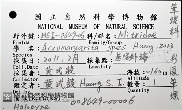 彩鳳筆螺藏品圖，第10張