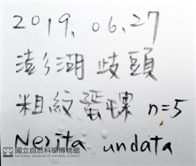 粗紋蜑螺藏品圖，第10張