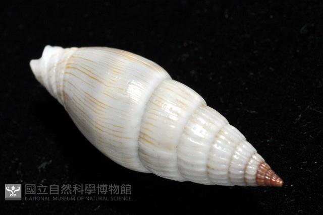 柳絮蛹筆螺藏品圖，第10張