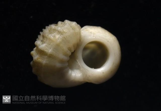雞籠花冠螺藏品圖，第10張