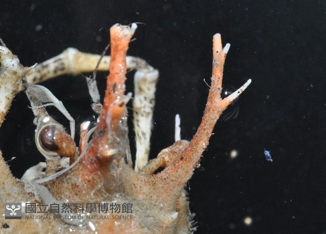 加氏昆人面蟹藏品圖，第10張