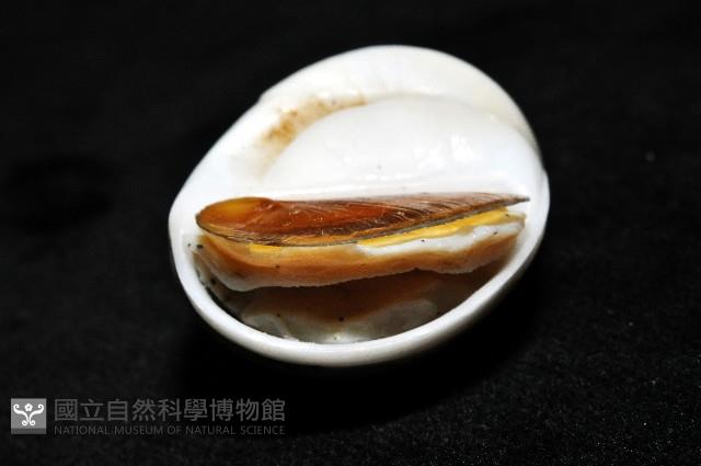 未知種無臍玉螺 1藏品圖，第10張