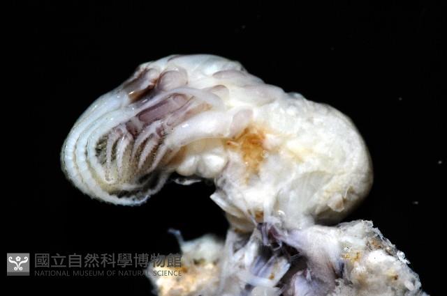 美麗笠藤壺藏品圖，第10張