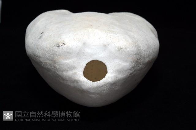 未知種緣帶海膽藏品圖，第10張