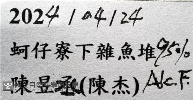 薄殼龜藤壺藏品圖，第10張