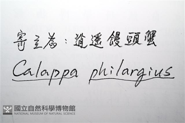 扁平多囊蟹奴藏品圖，第10張