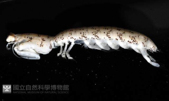 豹斑幼嫩蝦蛄藏品圖，第10張