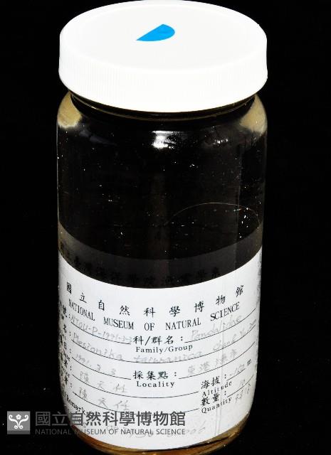 臺灣紅蝦藏品圖，第10張