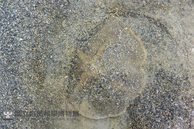 扁平蛛網海膽藏品圖，第10張
