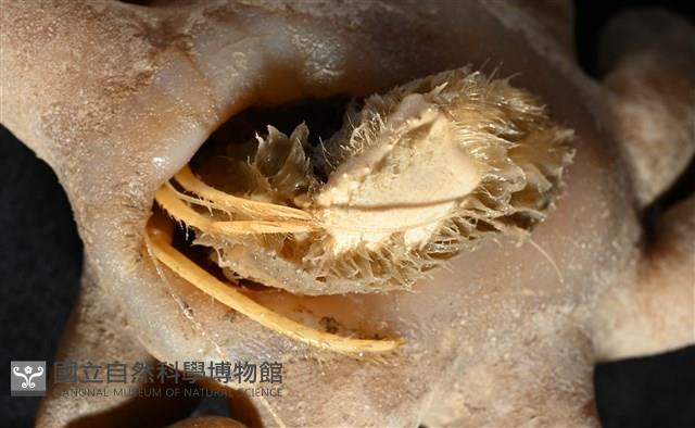 寄居蟹鞘群海葵藏品圖，第10張
